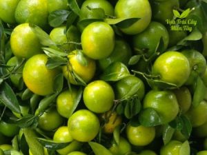 Cam Xoàn Miền Tây