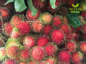 Chôm chôm thái Miền Tây