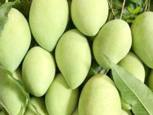 Xoài Cát Hòa Lộc Miền Tây